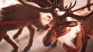 &iquest;C&oacute;mo se llaman los renos de Pap&aacute; Noel? Estos son sus nombres y el origen