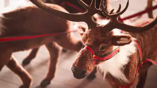 ¿Cómo se llaman los renos de Papá Noel? Estos son sus nombres y el origen ¿Cómo se llaman los renos de Papá Noel? Estos son sus nombres y el origen