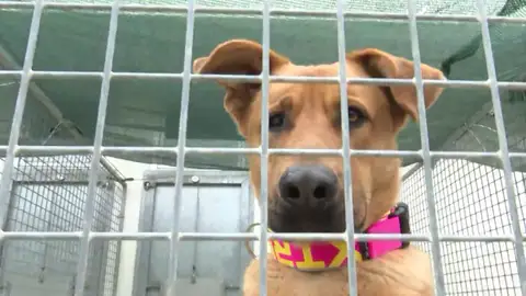El abandono de animales aumenta tras la Navidad El abandono de animales aumenta tras la Navidad