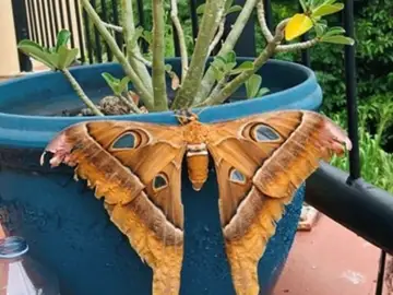 Una mujer encuentra una gigantesca polilla en el interior de su casa en Australia Una mujer encuentra una gigantesca polilla en el interior de su casa en Australia