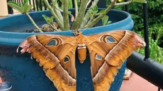 Una mujer encuentra una gigantesca polilla en el interior de su casa en Australia Una mujer encuentra una gigantesca polilla en el interior de su casa en Australia