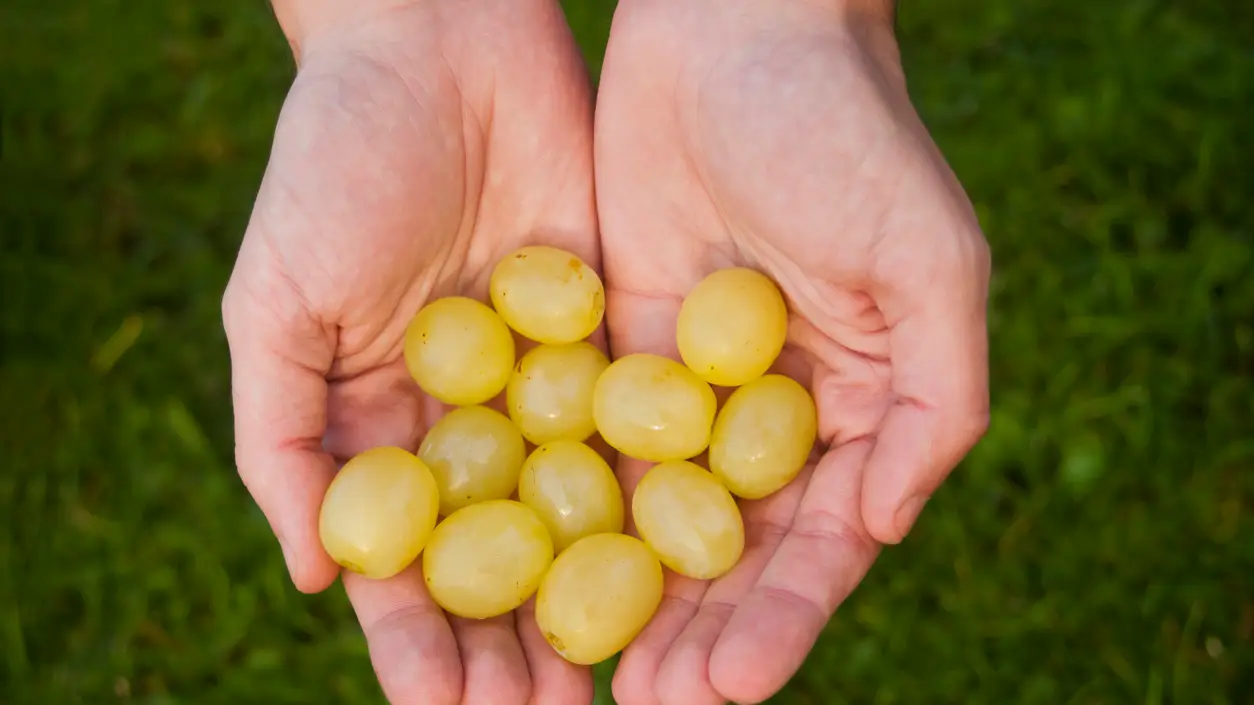 La curiosa tradici&oacute;n de comer las uvas debajo de la mesa en Nochevieja 