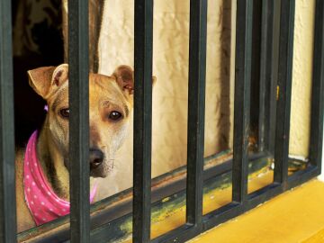 La Asociación de Iniciativas para el Bienestar de los Animales nació por la preocupación de las actuaciones que se llevaban a cabo en la antigua perrera de Valdemoro.