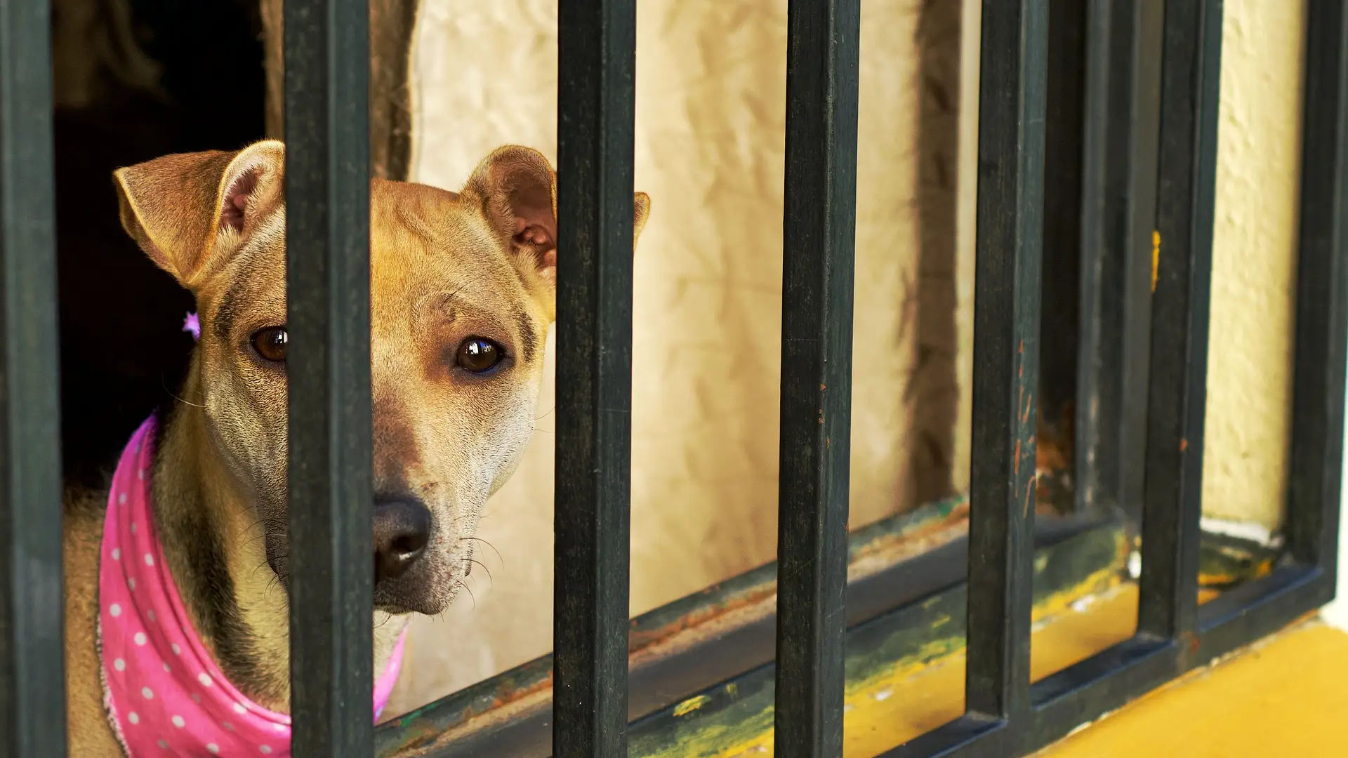 La Asociaci&oacute;n de Iniciativas para el Bienestar de los Animales naci&oacute; por la preocupaci&oacute;n de las actuaciones que se llevaban a cabo en la antigua perrera de Valdemoro.