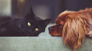 Mascotas Mascotas