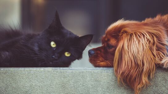 Mascotas
