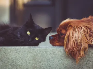 Imagen de dos mascotas Imagen de dos mascotas