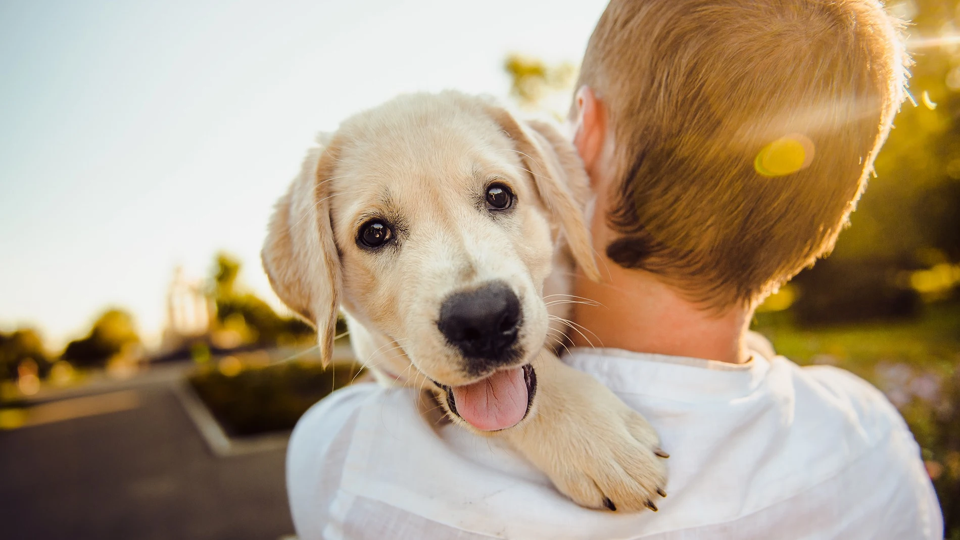 Los perros son capaces de reconocer diferentes idiomas y palabras sin sentido, según un estudio