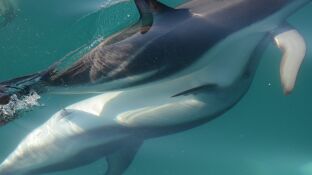 Delfines