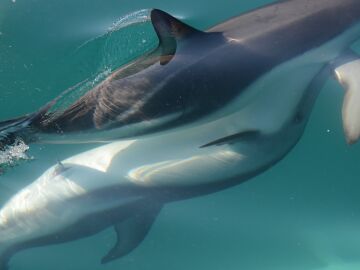 Delfines