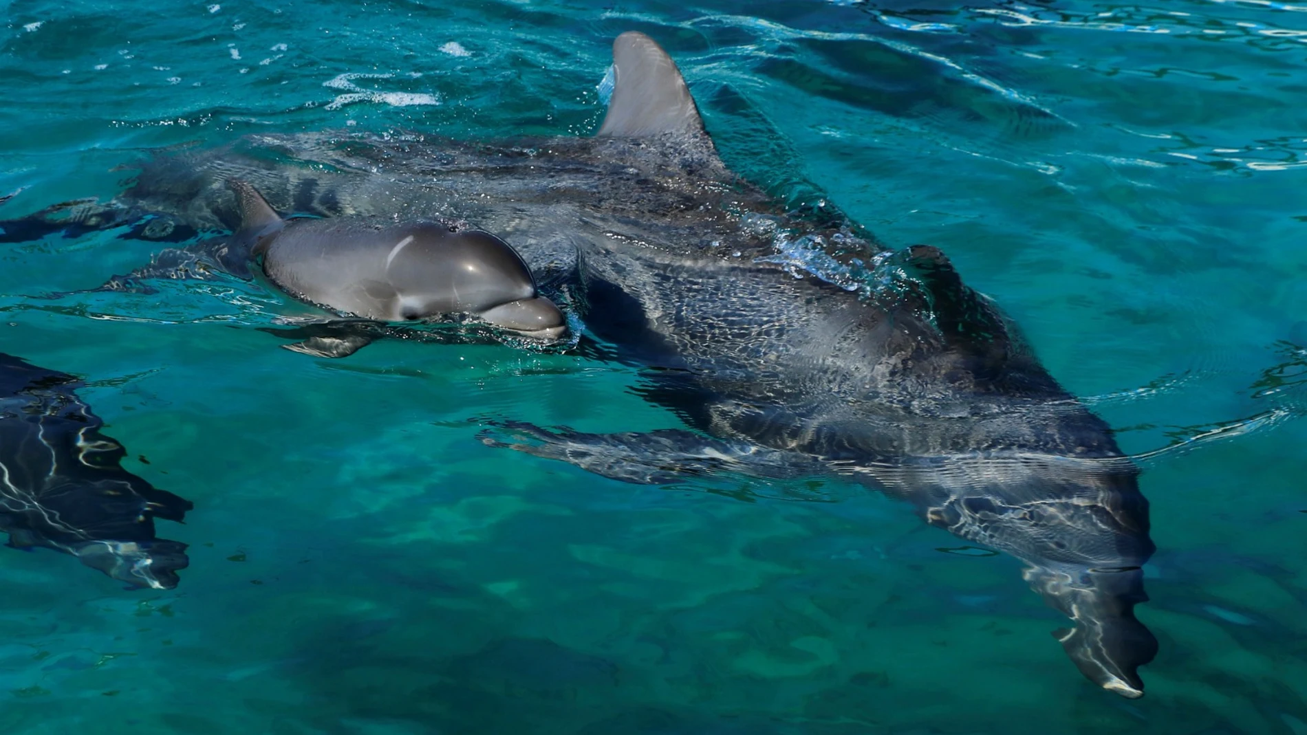 Imagen de archivo de delfines