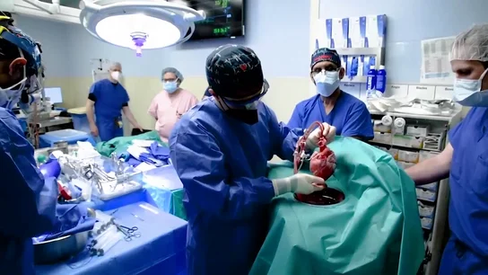 Trasplante de corazón de cerdo Trasplante de corazón de cerdo