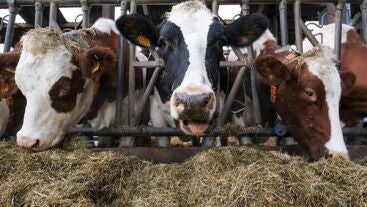 Imagen de archivo de varias vacas