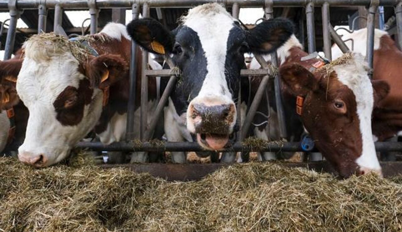 Imagen de archivo de varias vacas
