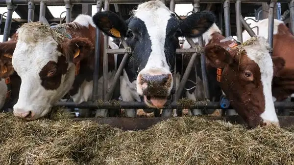 Imagen de archivo de varias vacas