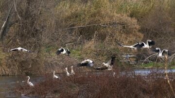 Reino Unido notifica el primer caso de gripe aviar en humanos en Europa