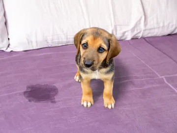Tips efectivos para enseñar a tu mascota a orinar donde toca Tips efectivos para enseñar a tu mascota a orinar donde toca