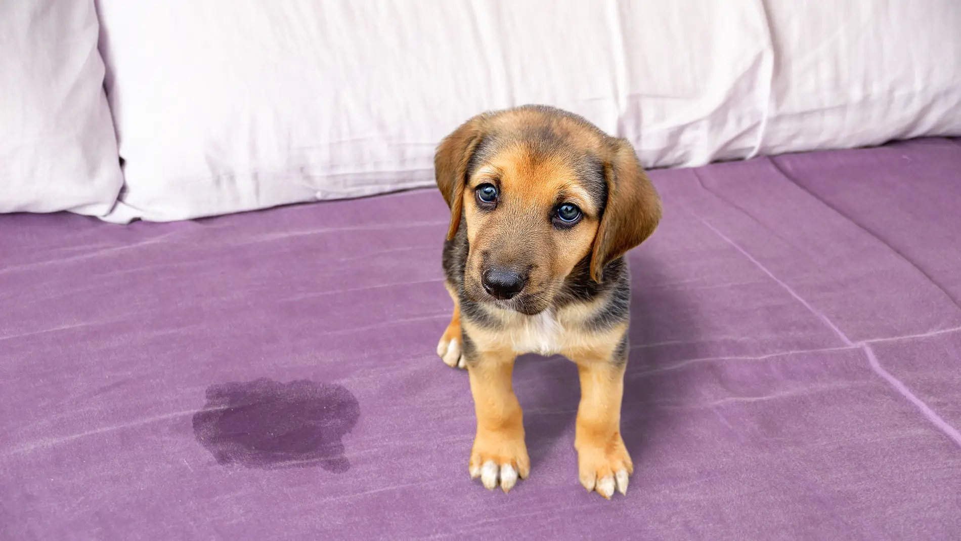 Tips efectivos para enseñar a tu mascota a orinar donde toca