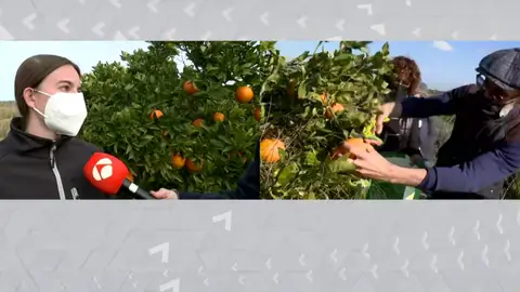 Regala sus naranjas antes de que se pierda su cosecha Regala sus naranjas antes de que se pierda su cosecha