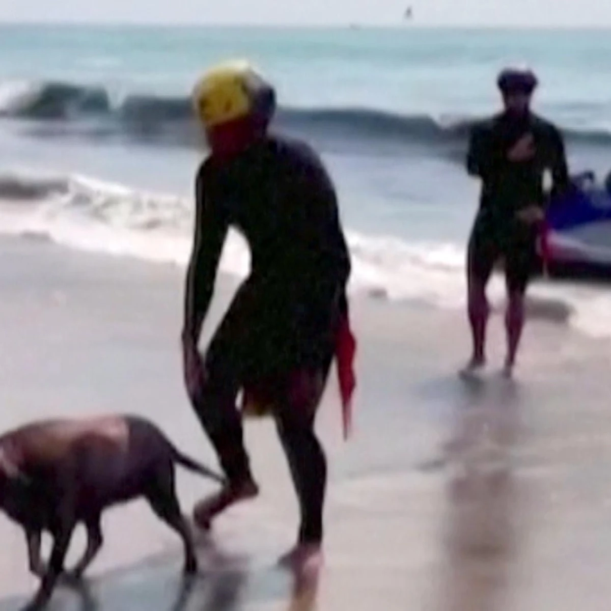 artería Significado Minúsculo El espectacular rescate de un perro en una playa de Malibú