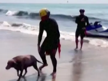 Vídeo: El espectacular rescate de un perro en una playa de Malibú