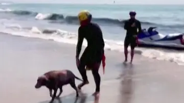 Vídeo: El espectacular rescate de un perro en una playa de Malibú