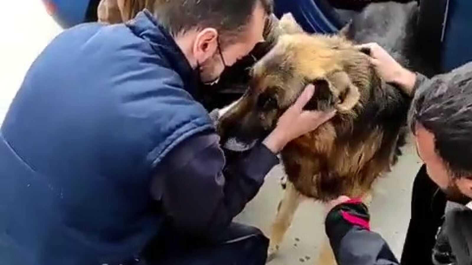 La emotiva historia de Dico, el perro que vuelve a reencontrarse con su familia tras 7 años perdido