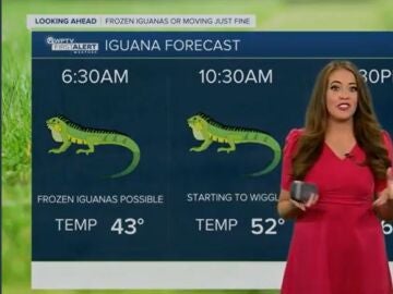 Los informativos explican que se podría producir una lluvia de iguanas