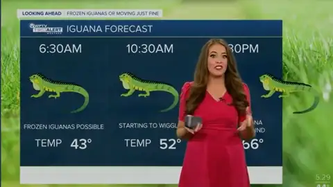 Los informativos explican que se podría producir una lluvia de iguanas Los informativos explican que se podría producir una lluvia de iguanas