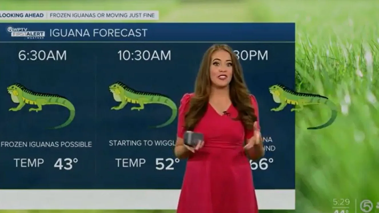 Los informativos explican que se podría producir una lluvia de iguanas Los informativos explican que se podría producir una lluvia de iguanas