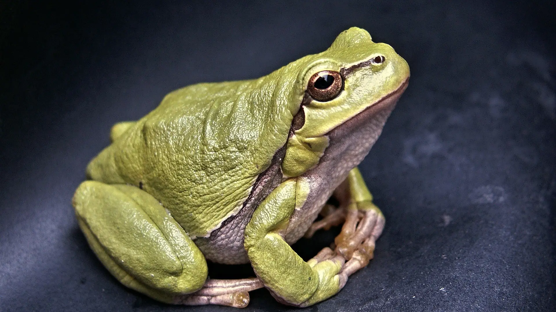 Cient&iacute;ficos de Estados Unidos consiguen regenerar la pata de una rana combinando cinco f&aacute;rmacos