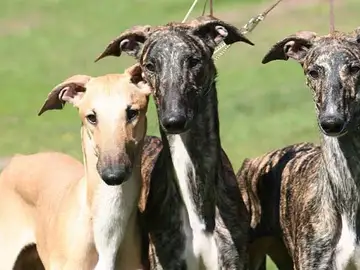 Perros galgo Perros galgo