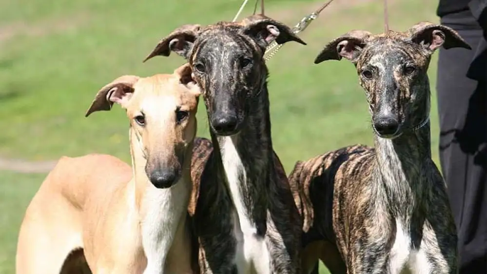 Perros galgo Perros galgo