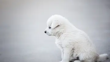 Cachorro blanco 