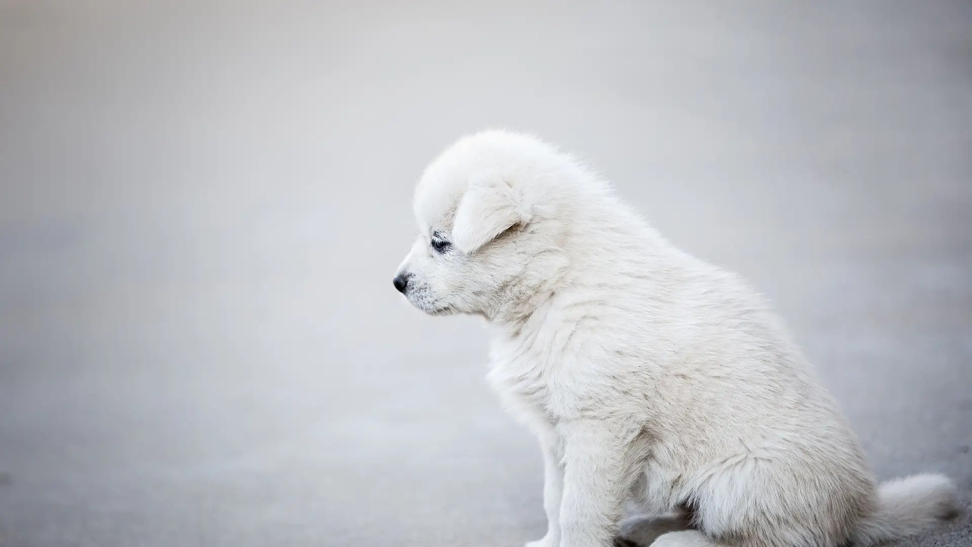 Cachorro blanco Cachorro blanco