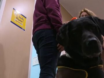 Perros de acompañamiento: la ayuda contra la ansiedad de los niños en los juzgados de menores