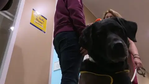 Perros de acompañamiento: la ayuda contra la ansiedad de los niños en los juzgados de menores Perros de acompañamiento: la ayuda contra la ansiedad de los niños en los juzgados de menores