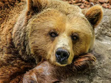 Imagen de archivo de un oso. Imagen de archivo de un oso.
