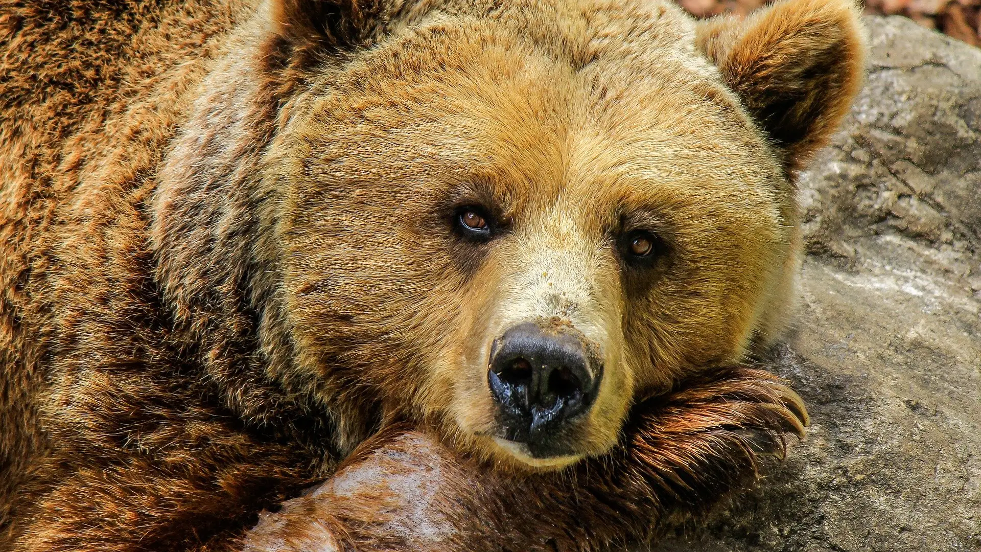 Imagen de archivo de un oso. Imagen de archivo de un oso.