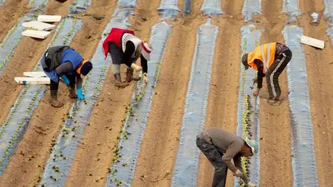 Trabajadores en el campo Trabajadores en el campo