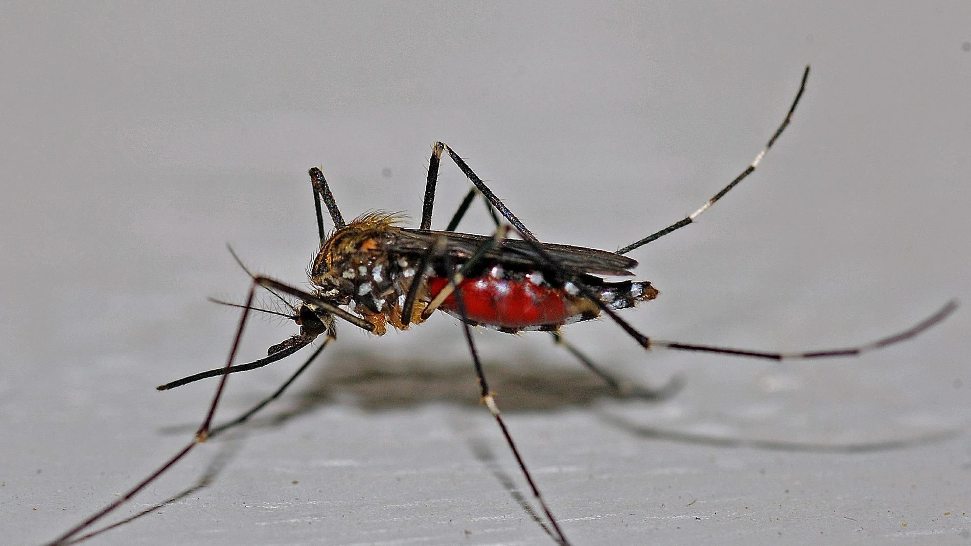 Los mosquitos pican por el color de la piel