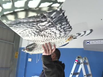 'Pájaros espías' contra el crimen organizado, el nuevo arma de la Guardia Civil