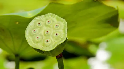 Flor de loto Flor de loto