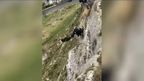 El espectacular rescate de una oveja en Gales El espectacular rescate de una oveja en Gales