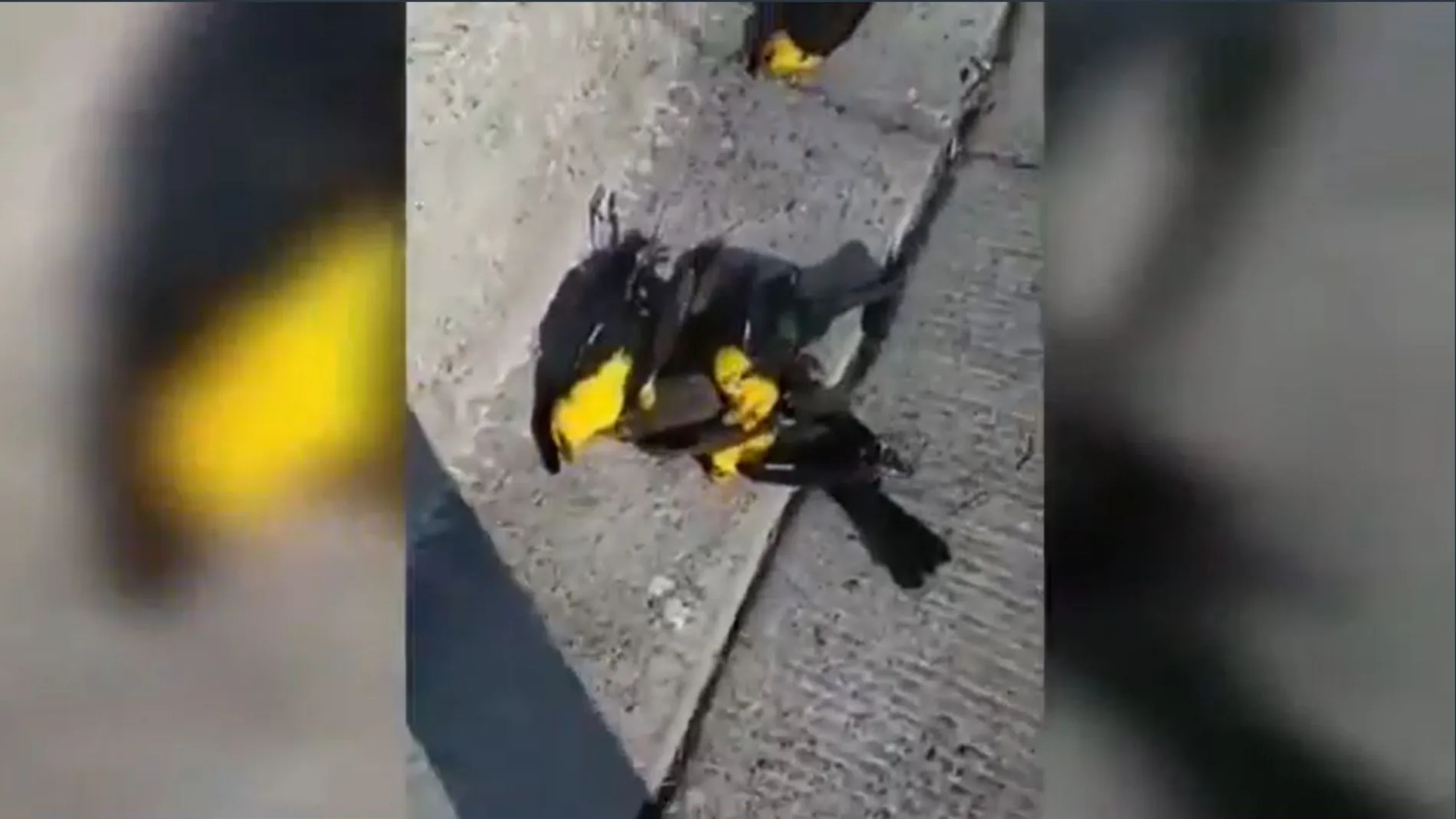 Las imágenes de los pájaros muertos en las calles de México