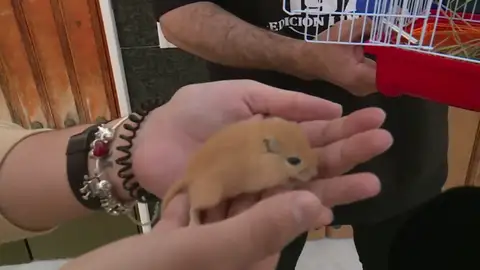 Ratón doméstico Ratón doméstico