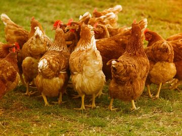 Sacrifican más de 130.000 gallinas por un brote de gripe aviar en una granja de Valladolid