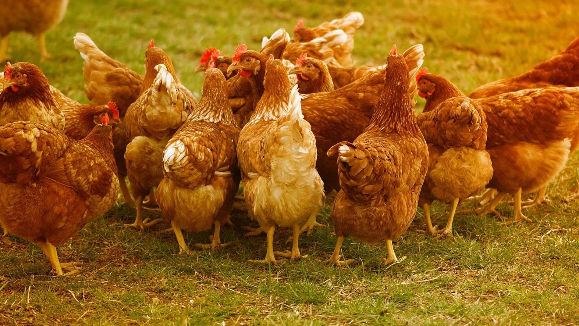 Sacrifican más de 130.000 gallinas por un brote de gripe aviar en una granja de Valladolid Sacrifican más de 130.000 gallinas por un brote de gripe aviar en una granja de Valladolid