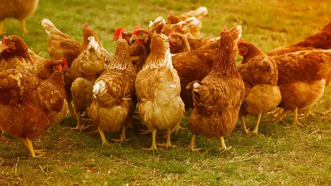 Sacrifican más de 130.000 gallinas por un brote de gripe aviar en una granja de Valladolid Sacrifican más de 130.000 gallinas por un brote de gripe aviar en una granja de Valladolid