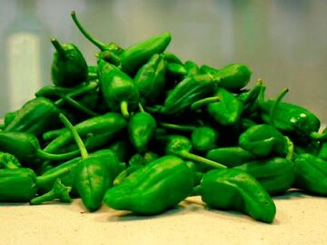 Los productores de pimientos de Herbón buscan mano de obra